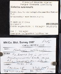 Galerina marginata image