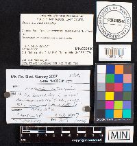 Galerina marginata image