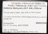 Galerina tibiicystis image