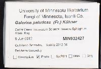 Galerina paludosa image