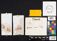 Galerina marginata image