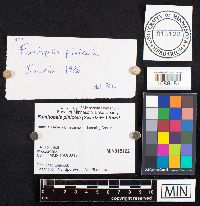 Fomitopsis pinicola image