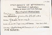 Fomitopsis pinicola image
