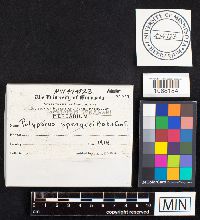 Image Associated With the Occurrence