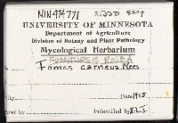 Fomitopsis rosea image