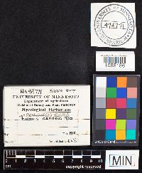 Fomitopsis rosea image