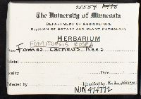 Fomitopsis rosea image