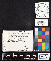 Fomitopsis rosea image