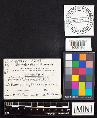 Rhodofomes cajanderi image