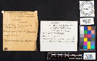 Rhodofomes cajanderi image