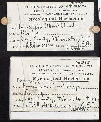 Fomitopsis pinicola image