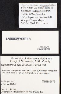 Ganoderma applanatum image