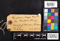 Ganoderma tsugae image