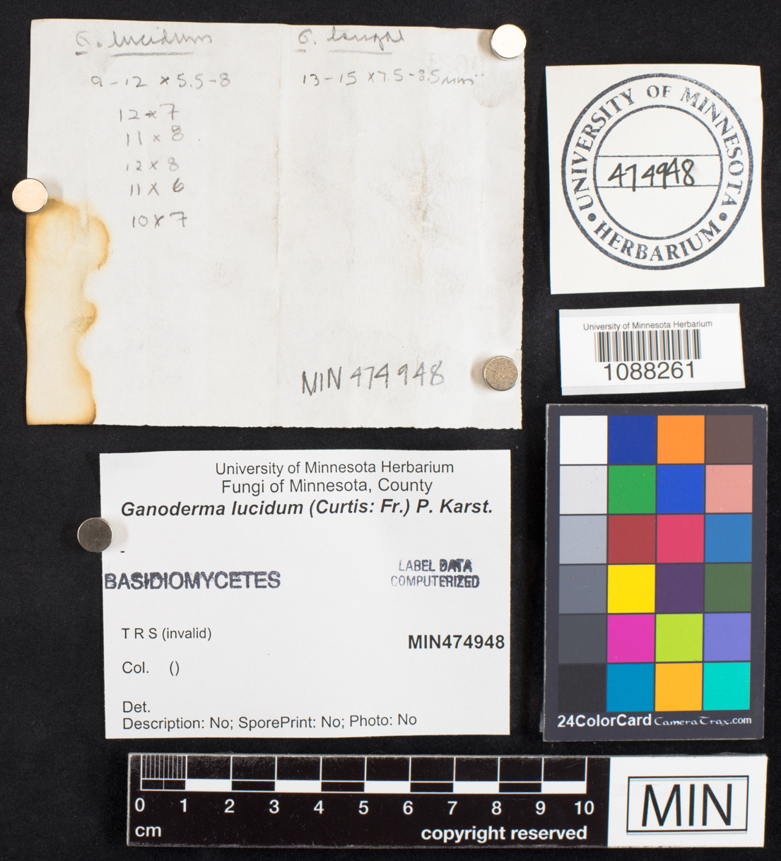 Ganoderma lucidum image