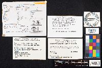 Ganoderma lucidum image