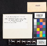 Thumbnail image of current specimen