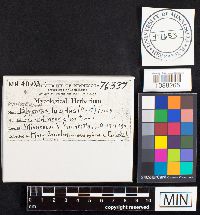 Ganoderma lucidum image