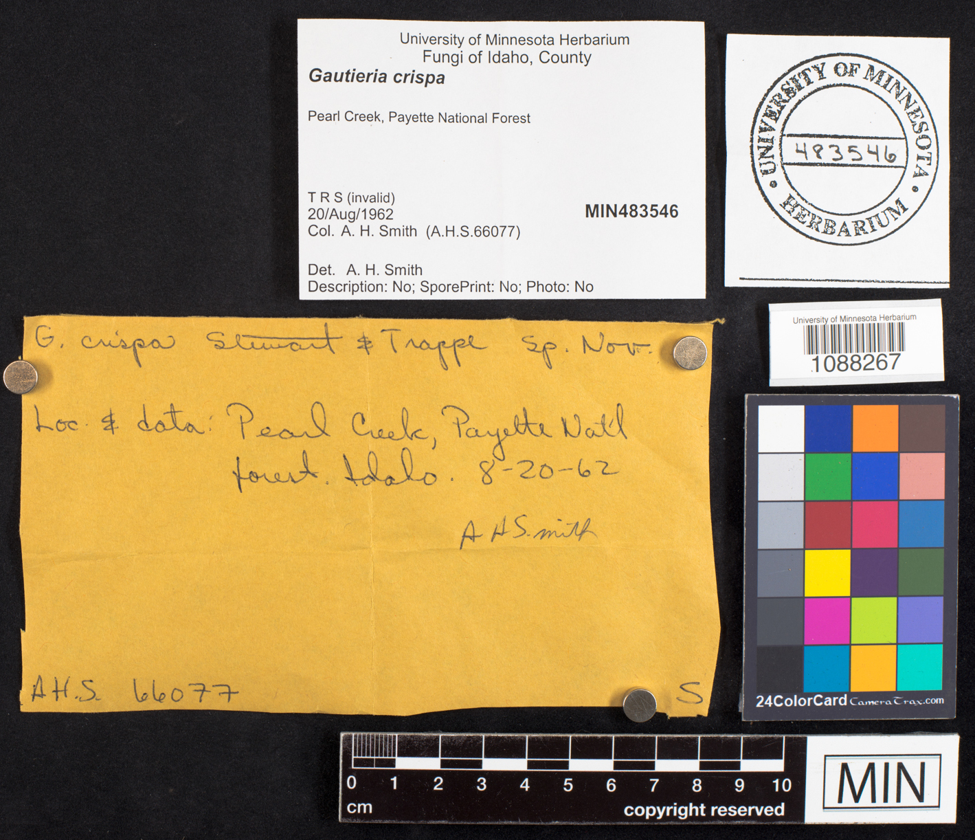 Gautieria crispa image