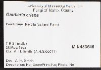 Gautieria crispa image