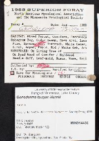 Ganoderma tsugae image