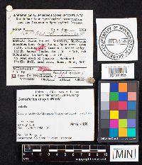 Ganoderma tsugae image