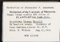 Ganoderma tsugae image