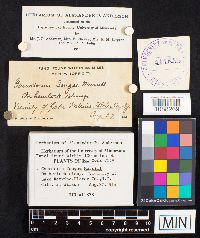 Ganoderma tsugae image