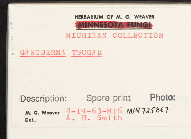 Ganoderma tsugae image