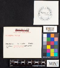 Ganoderma tsugae image