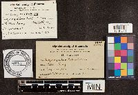 Ganoderma australe image