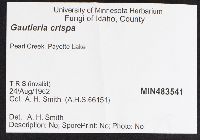 Gautieria crispa image