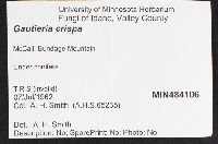 Gautieria crispa image