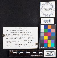 Geastrum fornicatum image