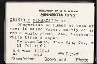 Geastrum fimbriatum image