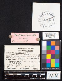 Geastrum fimbriatum image