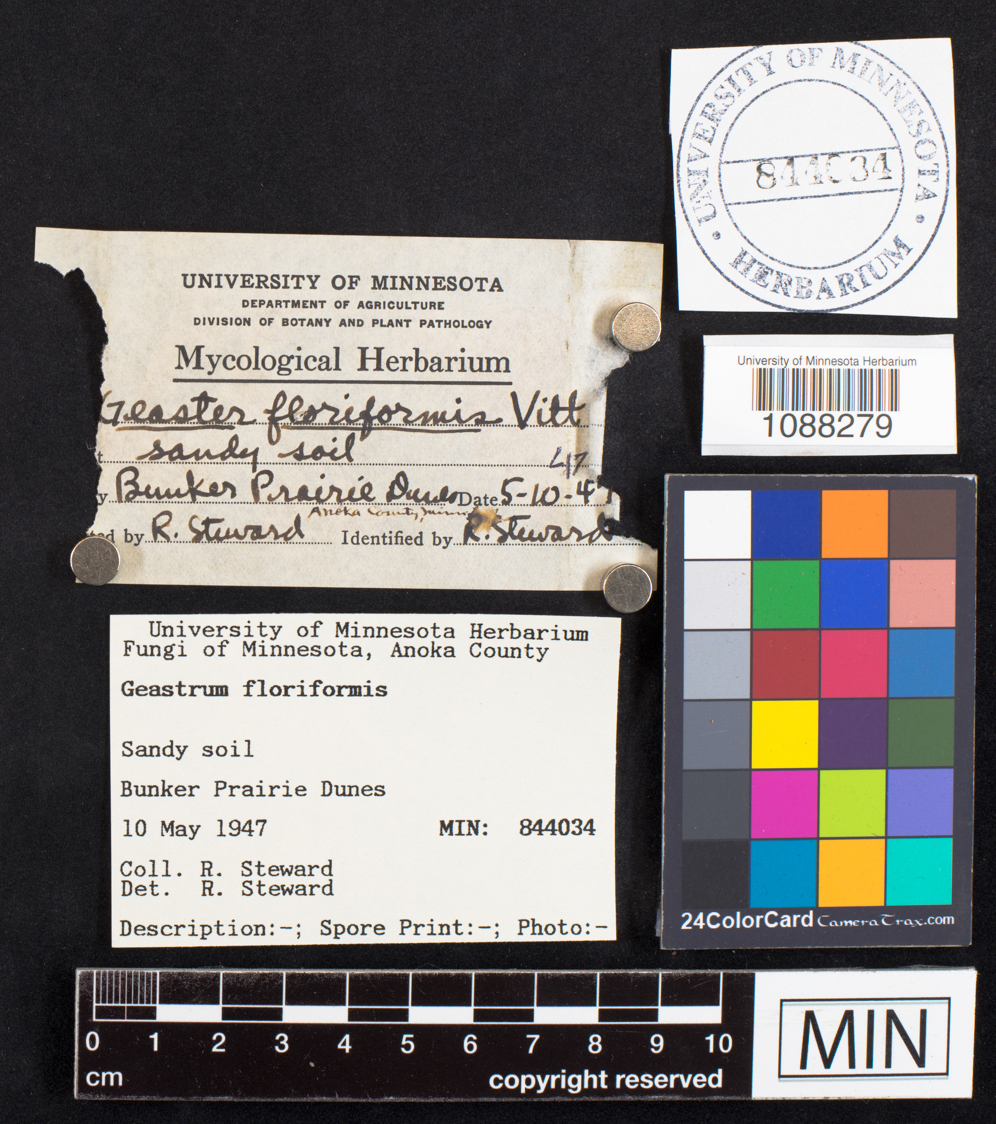 Geastrum floriforme image