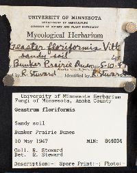 Geastrum floriforme image