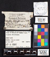 Media resource of Geastrum floriforme