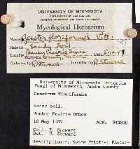 Geastrum floriforme image