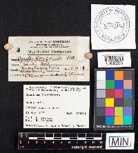 Geastrum floriforme image