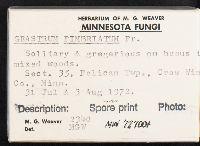 Geastrum fimbriatum image