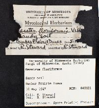 Geastrum floriforme image