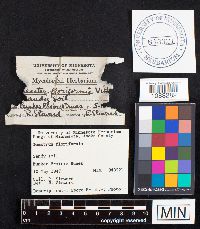 Geastrum floriforme image