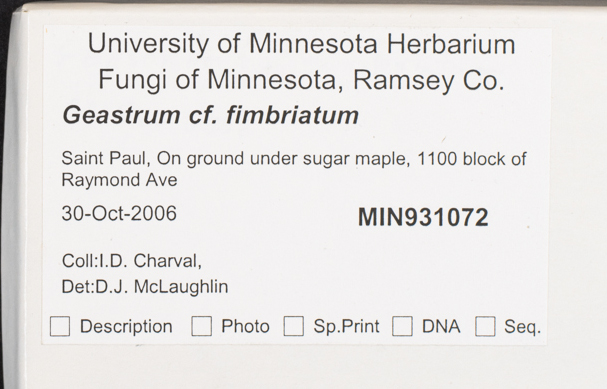 Geastrum fimbriatum image