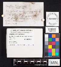 Geastrum fimbriatum image