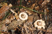 Geastrum fimbriatum image