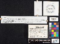 Geastrum fimbriatum image