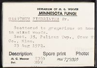 Geastrum fimbriatum image