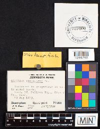 Geastrum fimbriatum image