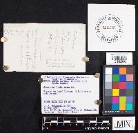 Geastrum fimbriatum image